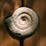 Bildausschnitt Ammonit